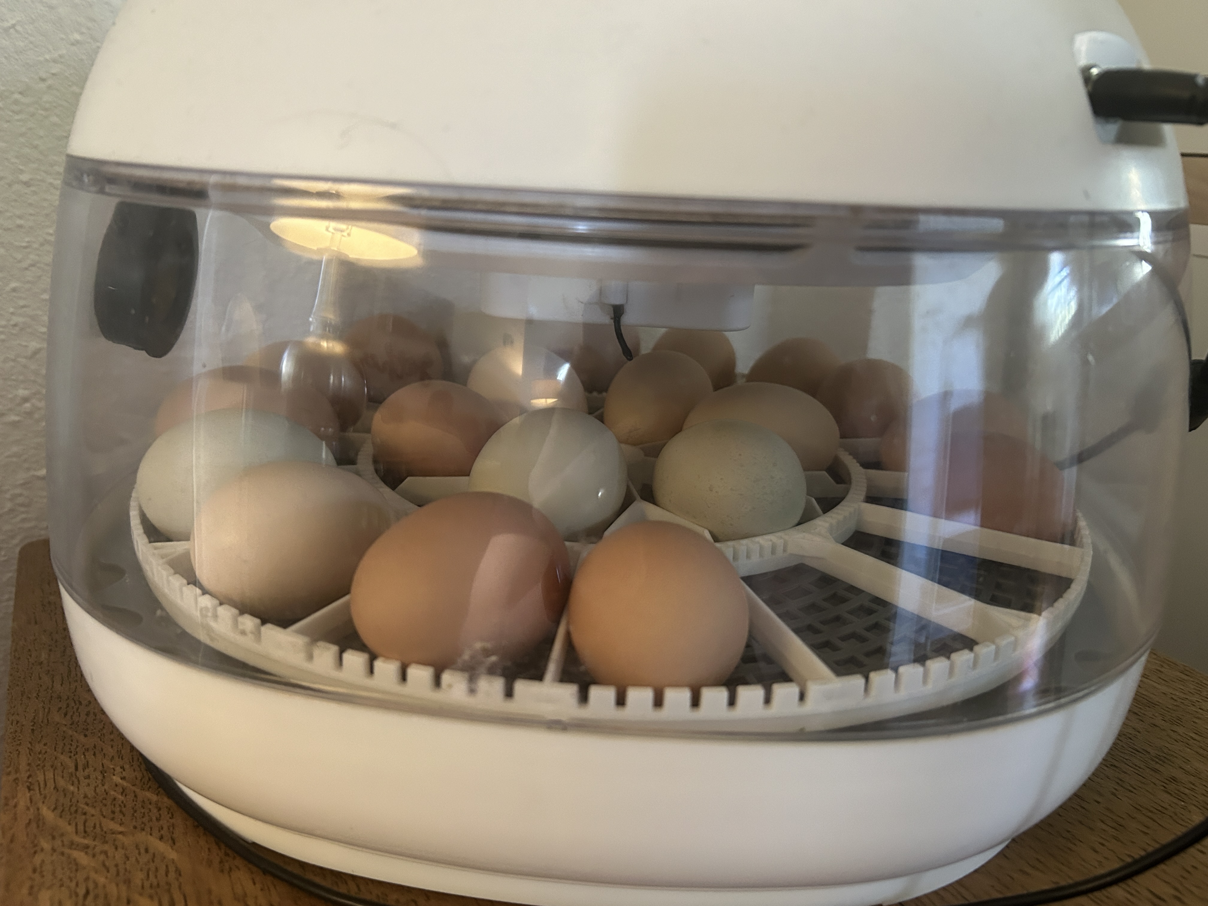 Brown, cream and blue-green eggs incubating in the Easter Acres fall hatch